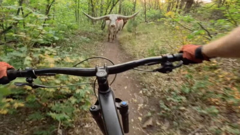 WATCH: Mountain Biker Nearly Crashes Into Massive Longhorn