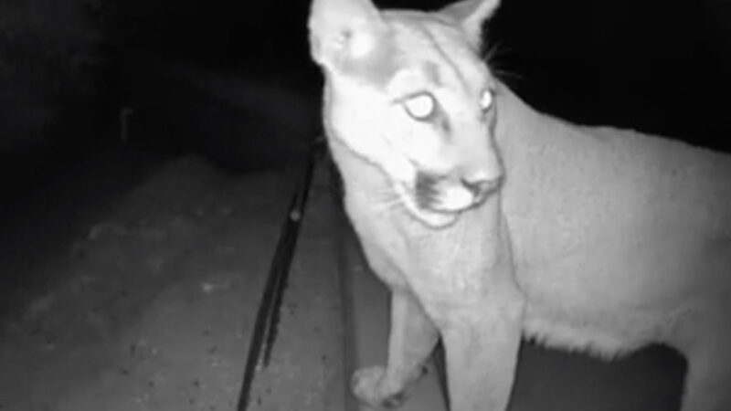 WATCH: Mountain Lions Caught on Home Security Camera