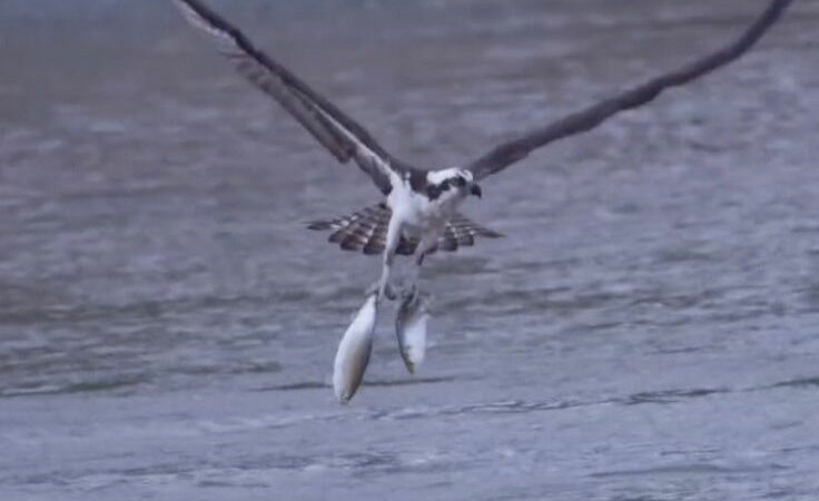 WATCH: Osprey Pulls off the Most Perfect Double Catch