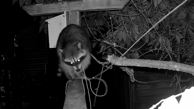 WATCH: Trail Cam Footage of Clever Raccoon Goes Viral