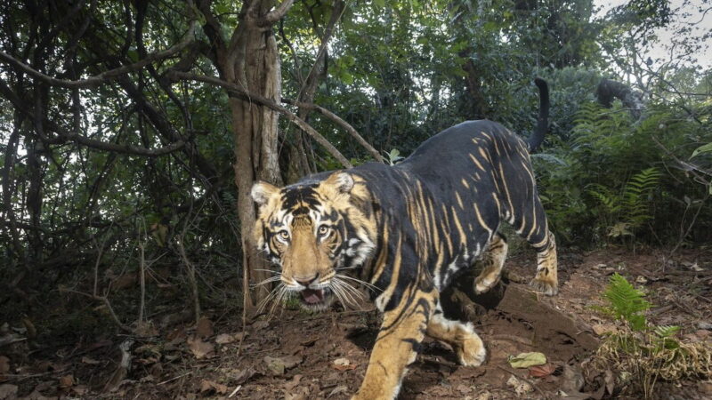 Watch Ultra-Rare Black Tigers on a Trail Cam in India