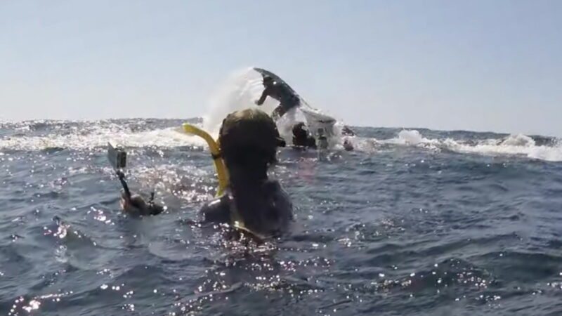 WATCH: Whale Throws Man in the Air During Snorkel Tour