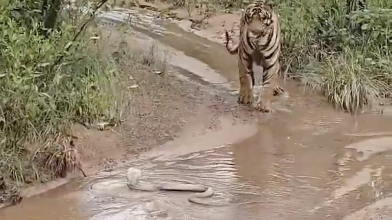 WATCH: Who Backs Down, the Tiger or the Cobra?