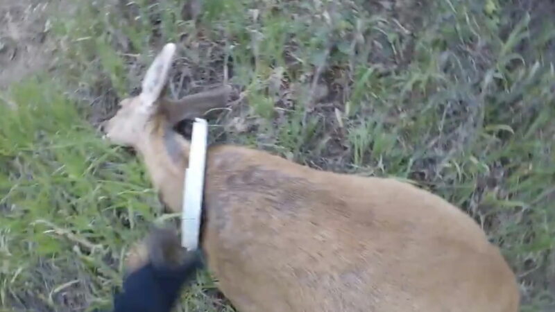 WATCH: Wildlife Officials Rescue a Doe From a Broken Bucket Lid