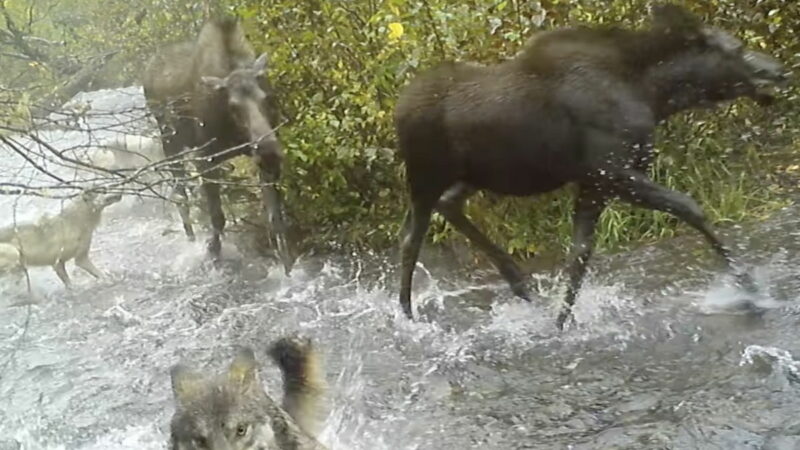 WATCH: Wolf Pack Attacks Moose in Front of a Trail Cam in Alaska