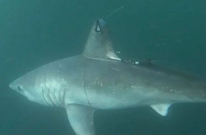 What Ate This 8-Foot Pregnant Shark?! Scientists Were Stumped