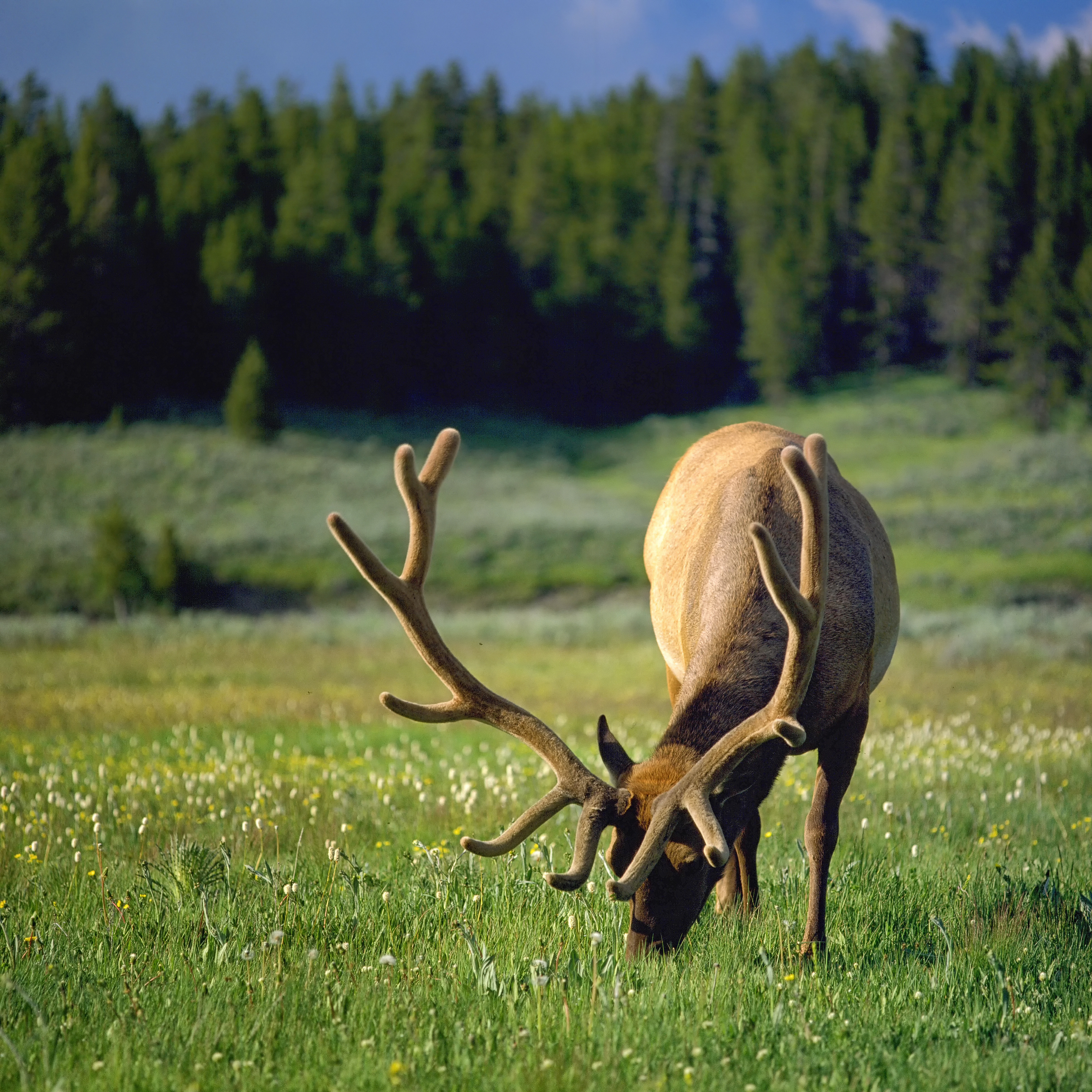 A bull elk in velvet grazes in the grass.