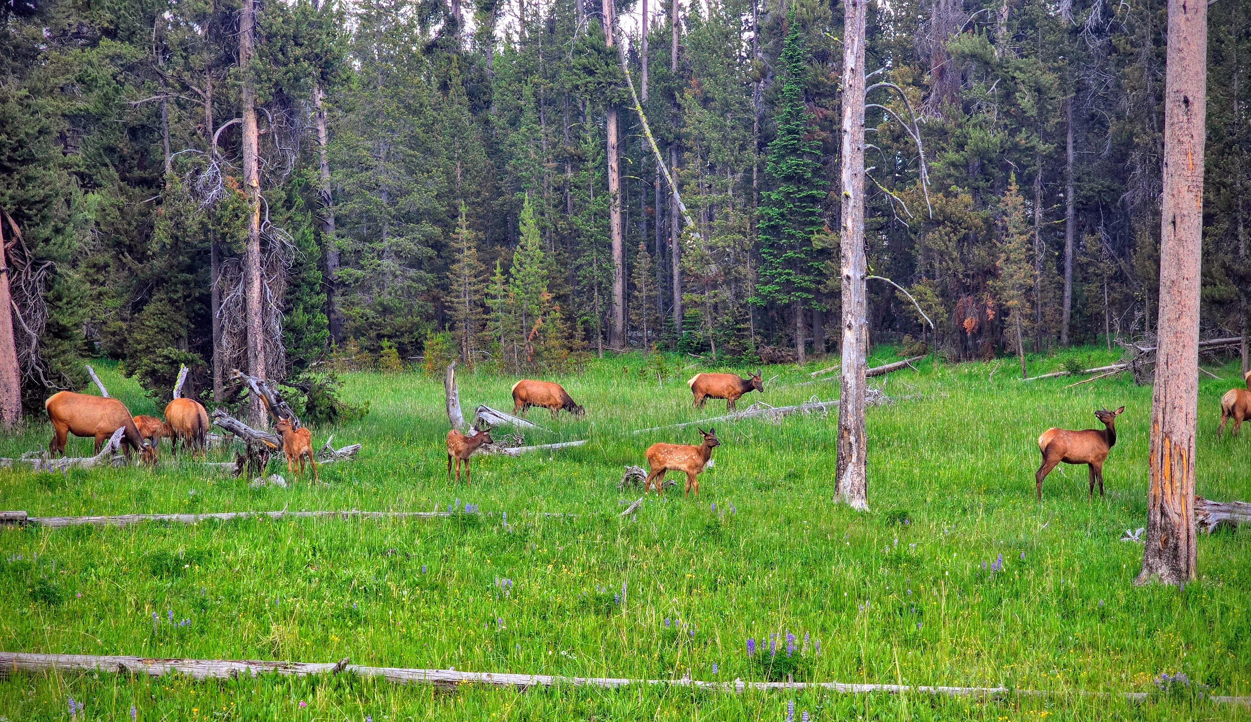 A herd of elk graze in an open meadow in Yellowstone National Park.