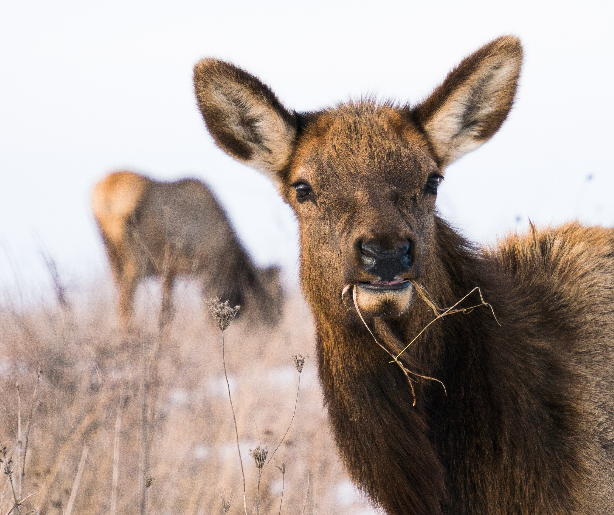 A cow elk eats grass in thew inter.