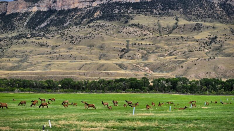 What Do Elk Eat? Here’s What Every Elk Hunter Should Know