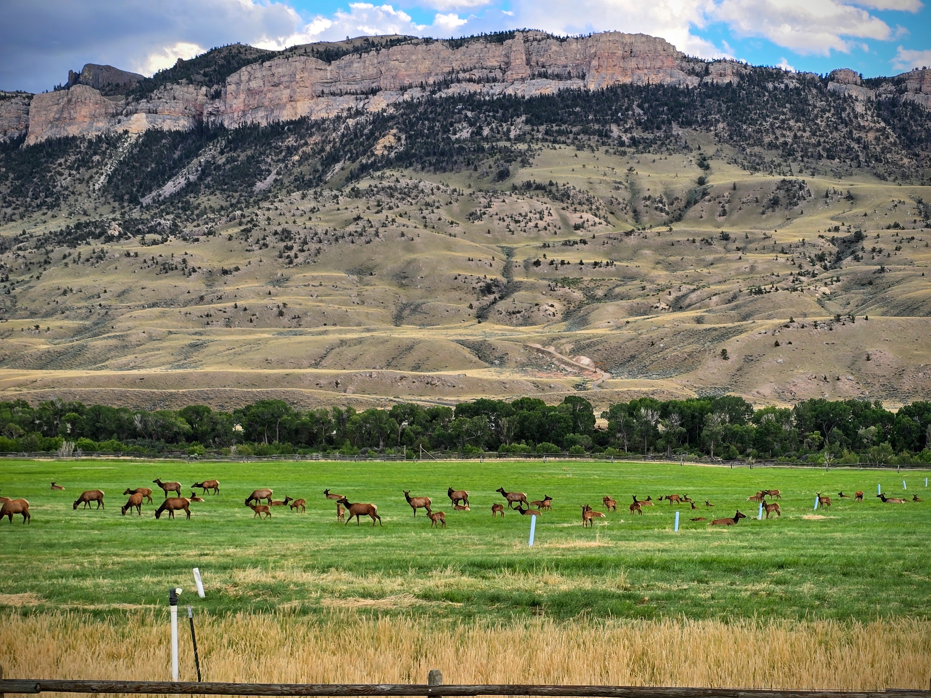 A large herd of elk graze in a farmer's field in Wyoming.