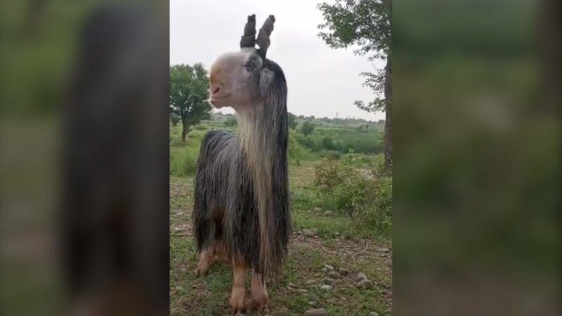 What in the World Is This Animal? Reddit Weighs in