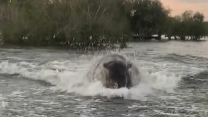 What’s It Like Being Chased by an Angry Hippo? Apparently, Terrifying.