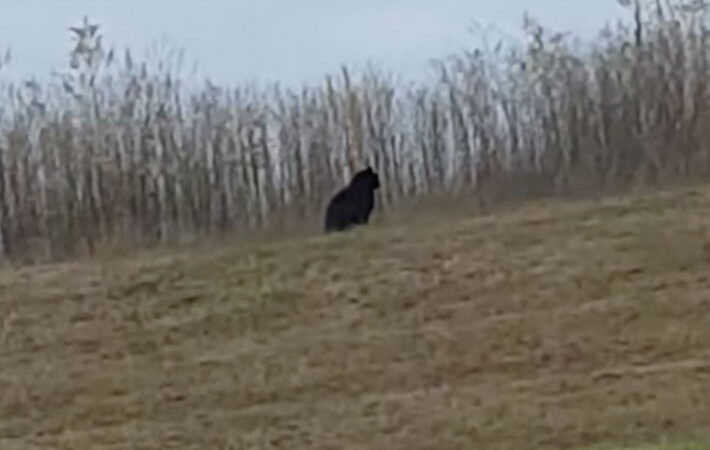 What’s That Large Black Cat in Missouri?