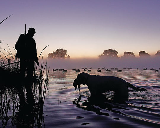 What’s the status of local ducks? Minnesota hunters about to find out – Outdoor News