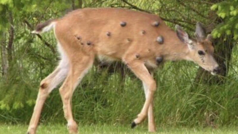 What’s With the Weird Lumps on This Deer? Experts Weigh in