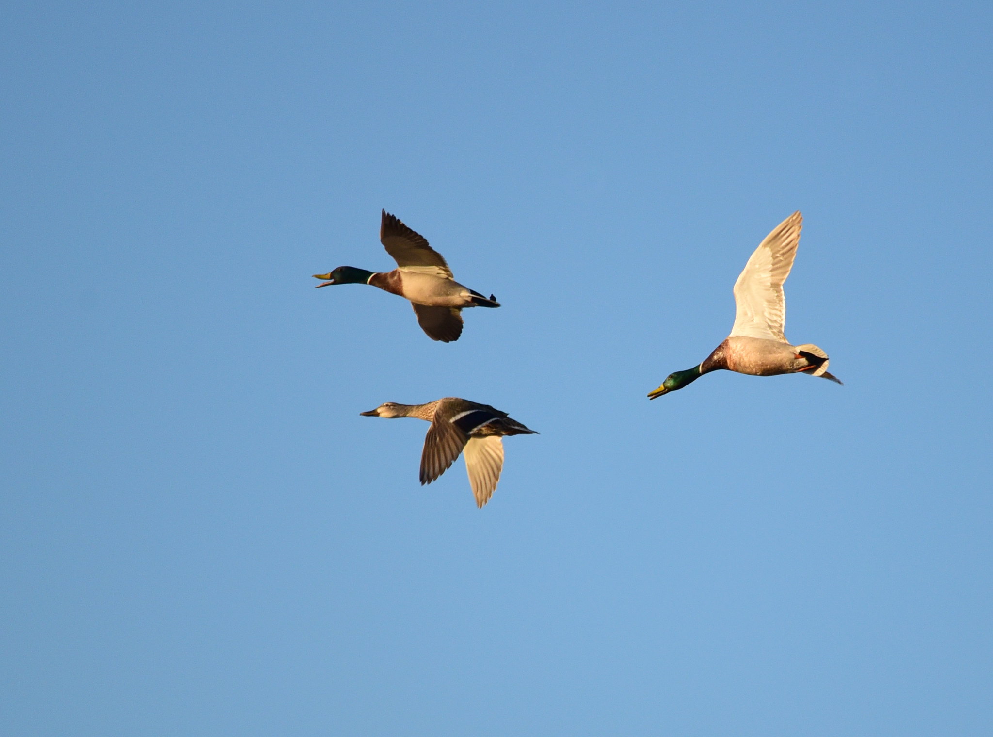 Hen and two drake mallards.