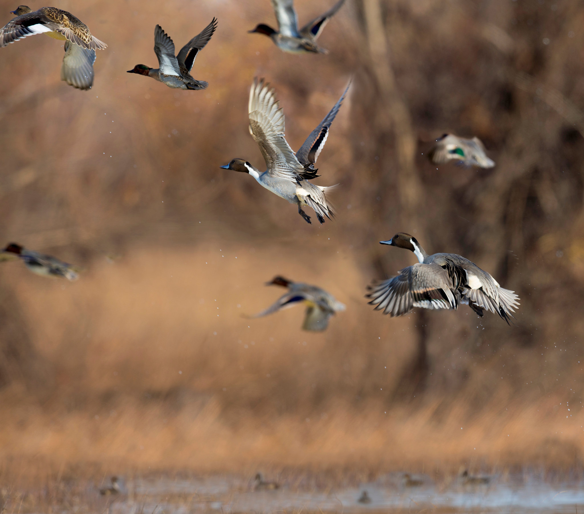 Pintails in Arkansas.