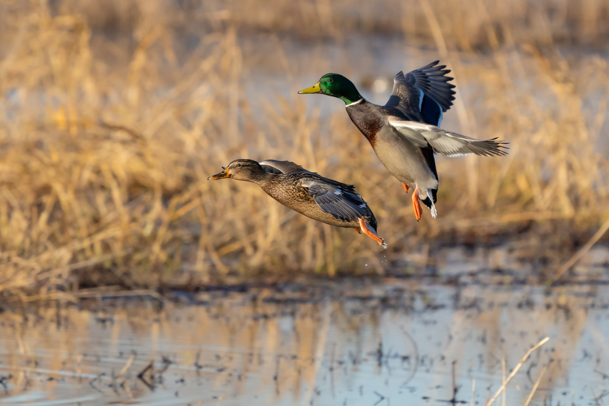 Hen and drake mallard.