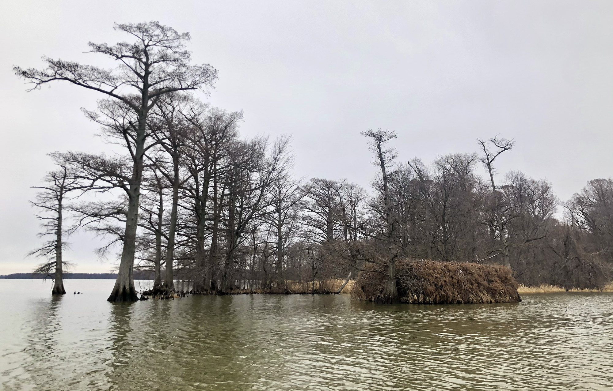 A duck blind on Reelfoot Lake.