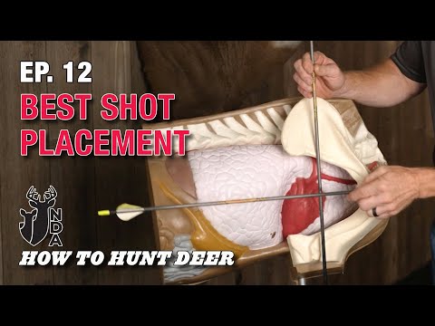 Where to Shoot a Deer