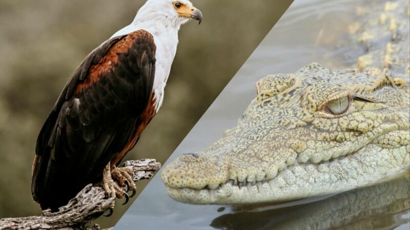 Who Wins in an Eagle vs. Crocodile Showdown?