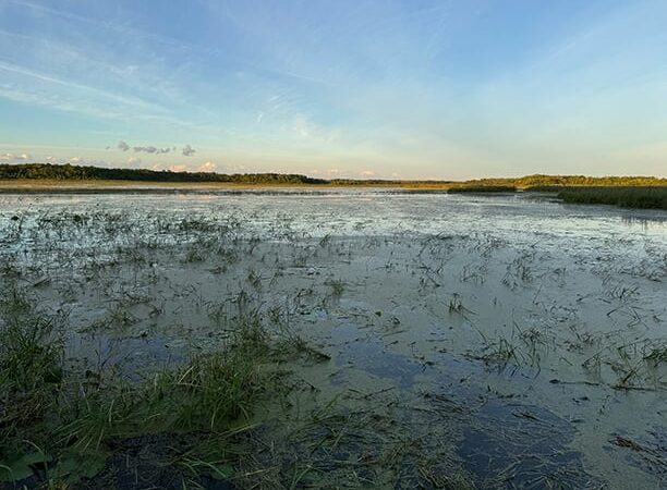 WI Daily Update: Dismal wild rice forecast for 2024 – Outdoor News