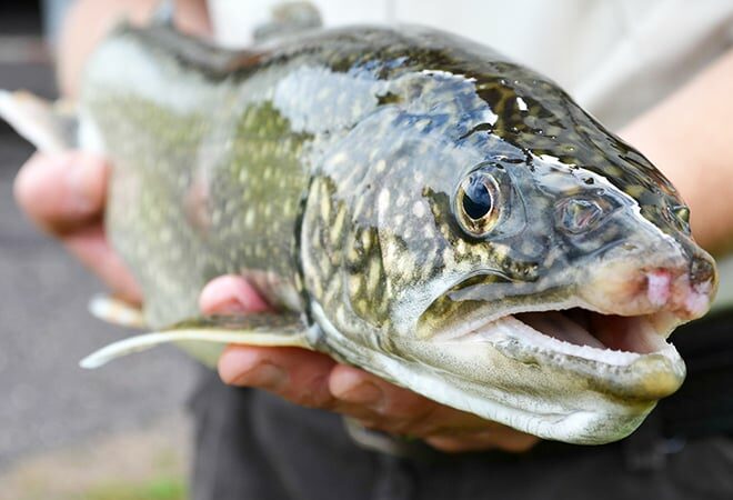 WI Daily Update: How do lake trout on Lake Superior react to different spoons? – Outdoor News