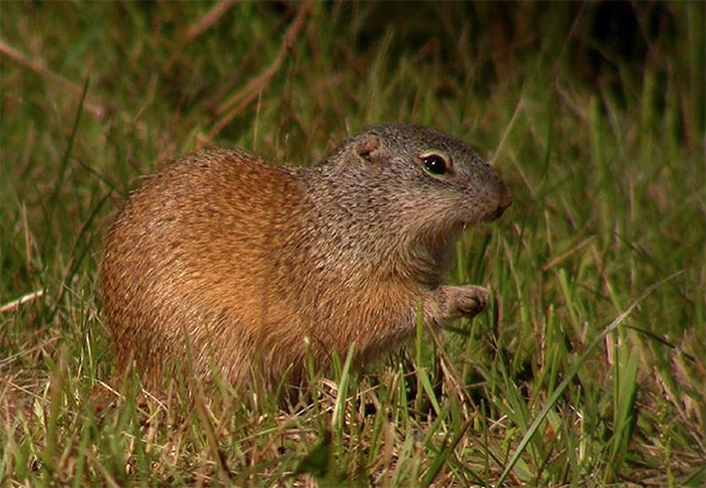 WI Daily Update: Submit your sightings of the Franklin’s ground squirrel – Outdoor News