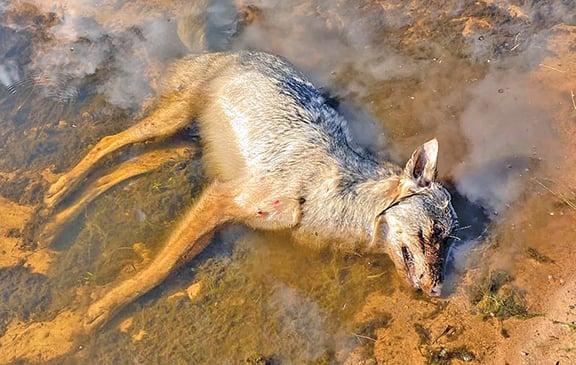 Wisconsin duck hunter kills Oneida County wolf in self defense – Outdoor News