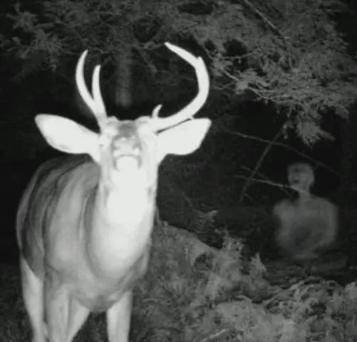 trail camera