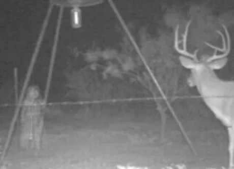 trail camera photos