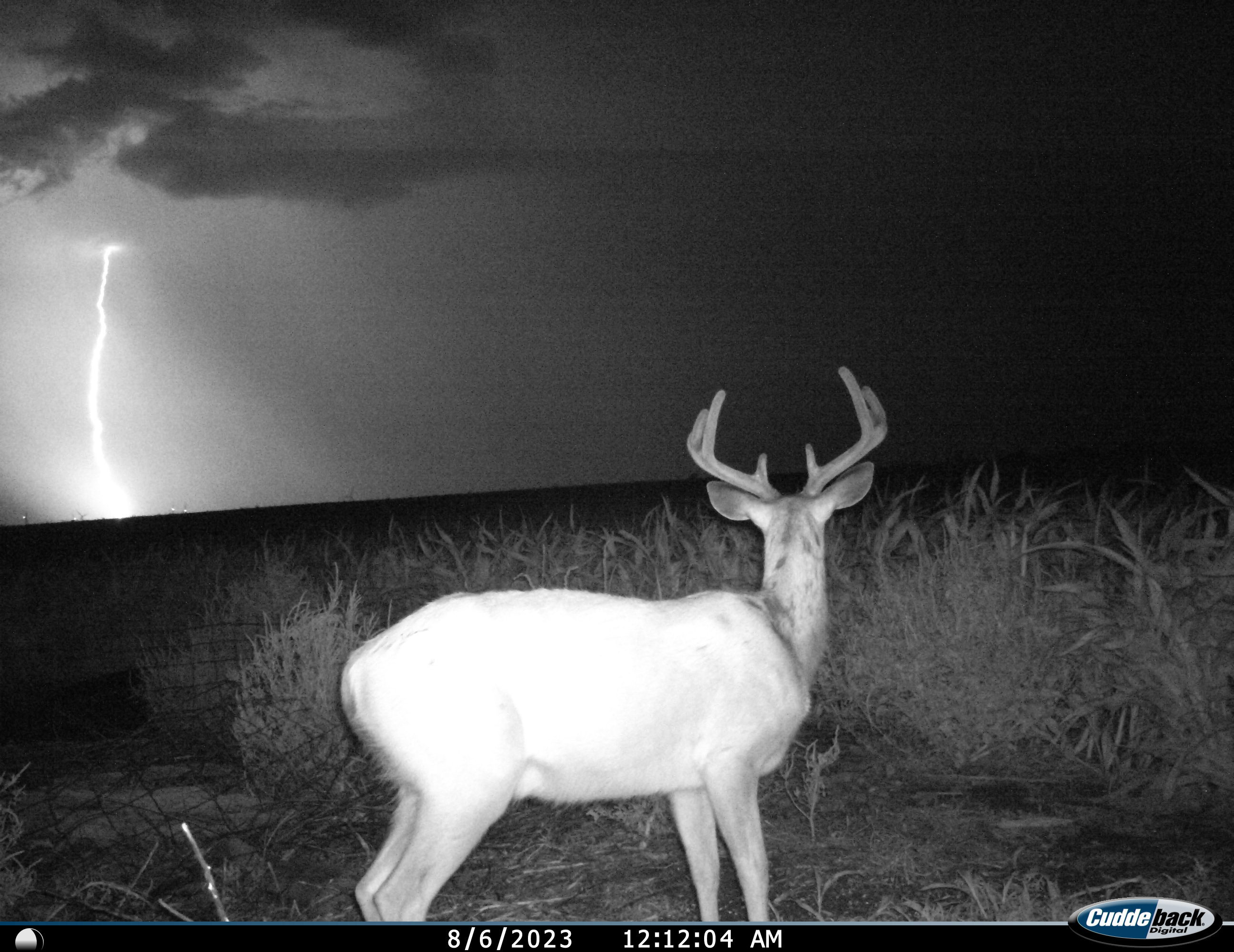 trail camera photo