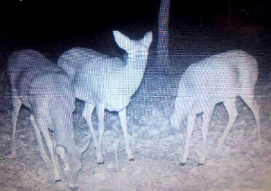 spooky trail camera photo