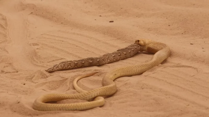 A Battle of Venomous African Snakes: Cape Cobra vs. Puff Adder