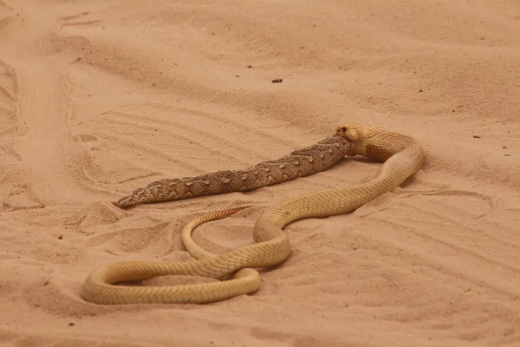 adder vs. cobra 2