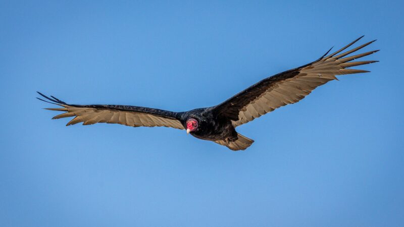 A rare condor hatched and raised by foster parents in captivity now gets to live wild – Outdoor News