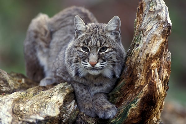 A record 9,200 applied for Illinois bobcat permits this season – Outdoor News