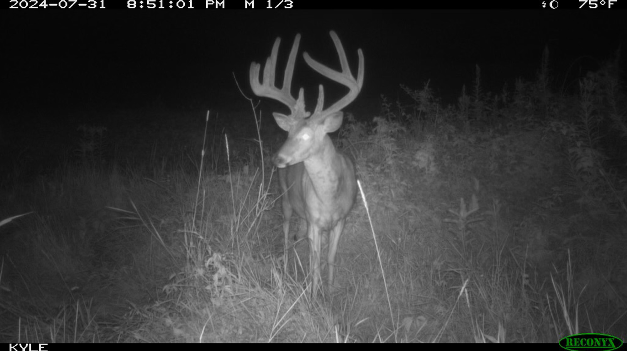 A big Wisconsin buck photographed on a trail camera.