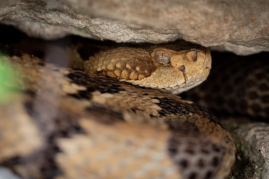 Backyard and Beyond: From snakes to fungi – Outdoor News