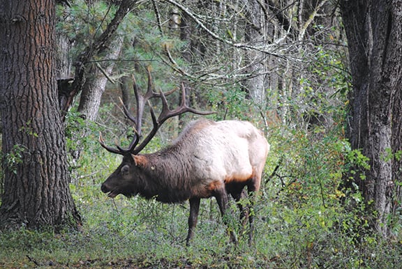 Ben Moyer: Impromptu low-cost trip to Pennsylvania elk country is rewarding – Outdoor News