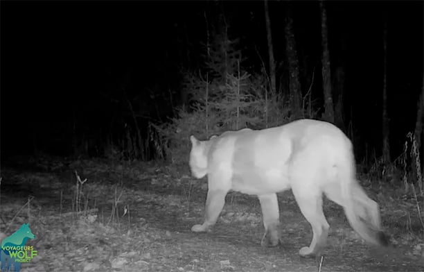 Big mountain lion caught on Voyageurs Wolf Project trail camera in Minnesota’s St. Louis County – Outdoor News