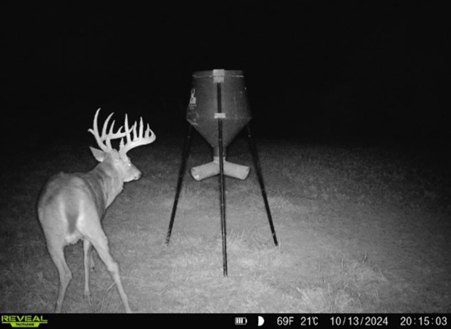 A trail camera photo of a big Ohio buck.