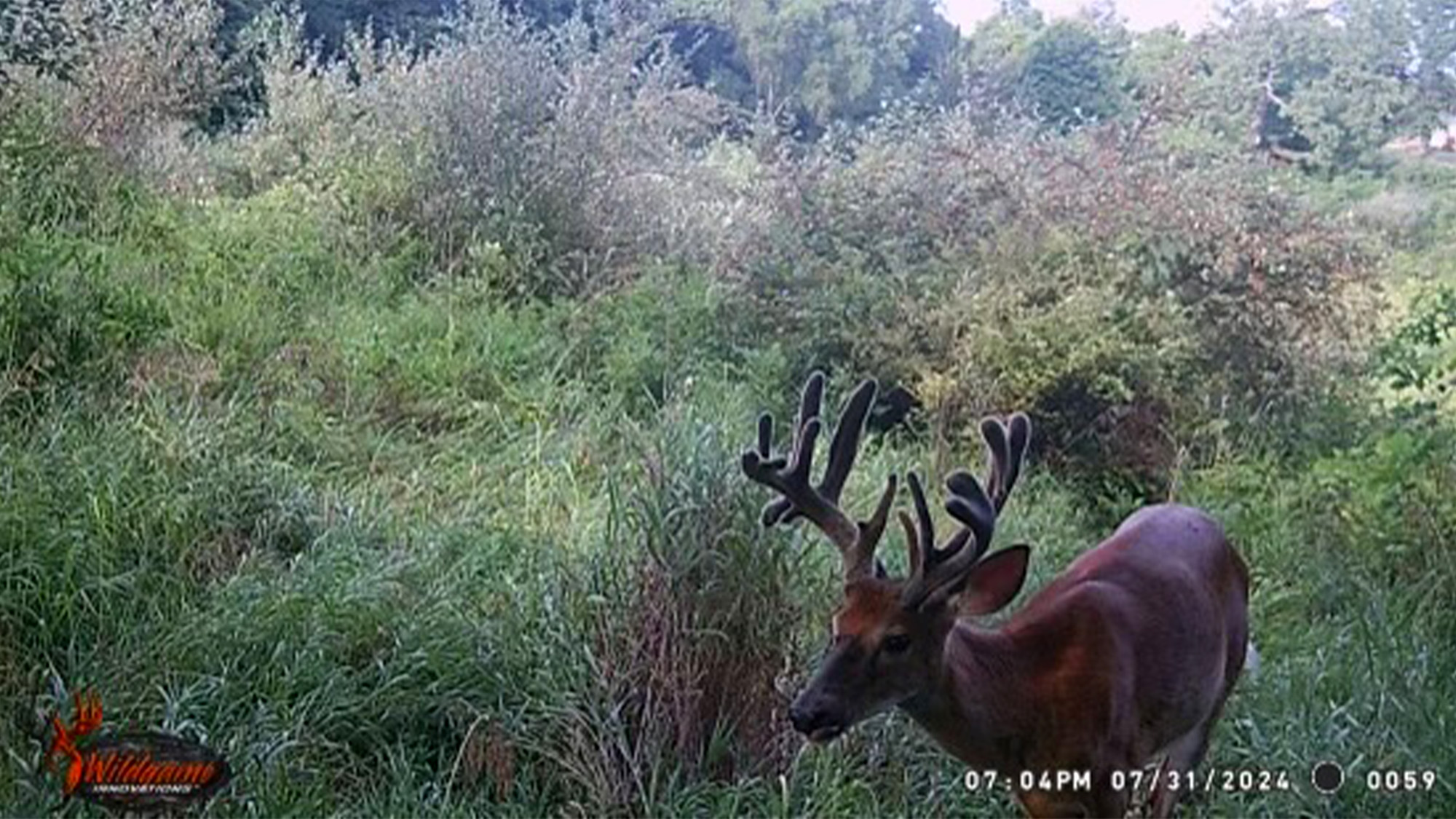 A trail camera photo of a buck in Ohio.