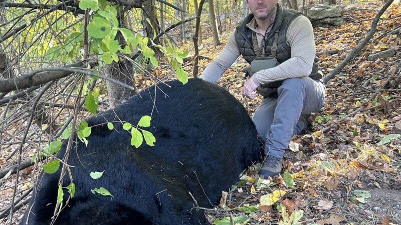 Bowhunter Shoots Massive 770-Pound Record Black Bear in New Jersey 