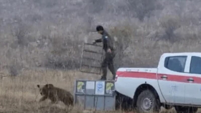 Brown Bear Attacks Rescuer as Soon as It’s Released (Video)