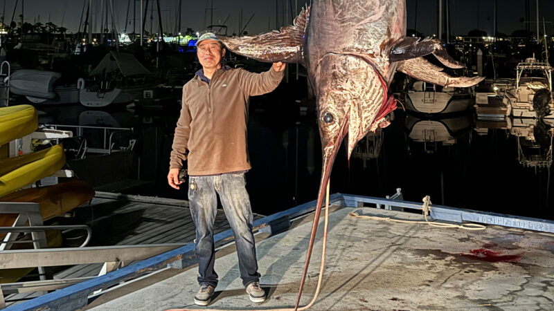 California’s New State-Record Swordfish Was So Huge It Wouldn’t Fit in the Boat