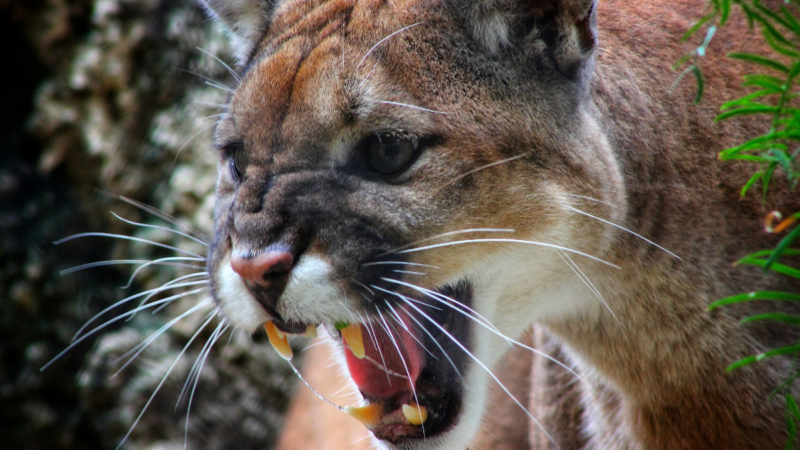 Camper Kills ‘Extremely Aggressive’ Mountain Lion With a Shovel