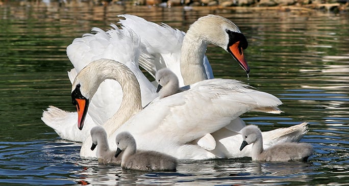 Central New York village faces decision on exotic mute swans – Outdoor News