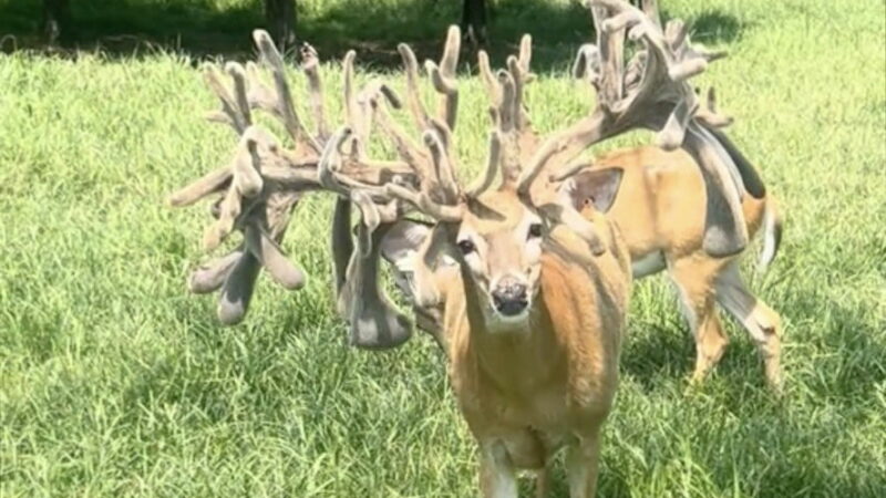 ‘Chandelier Deer’: This Whitetail Deer Has Insane Antlers